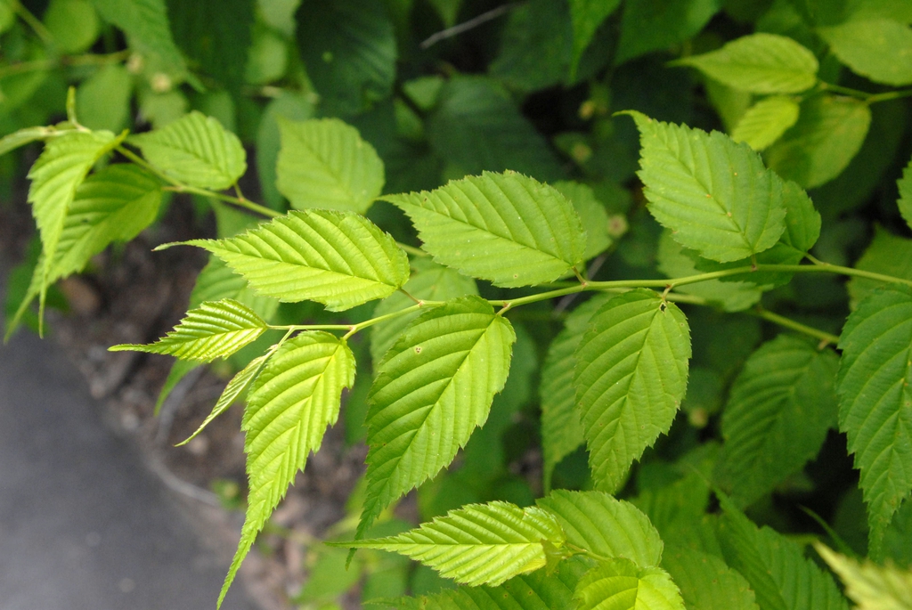 Kerria japonica