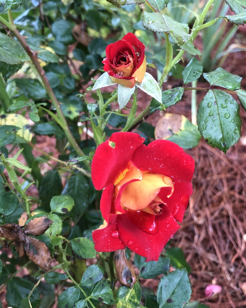 Flower and bud