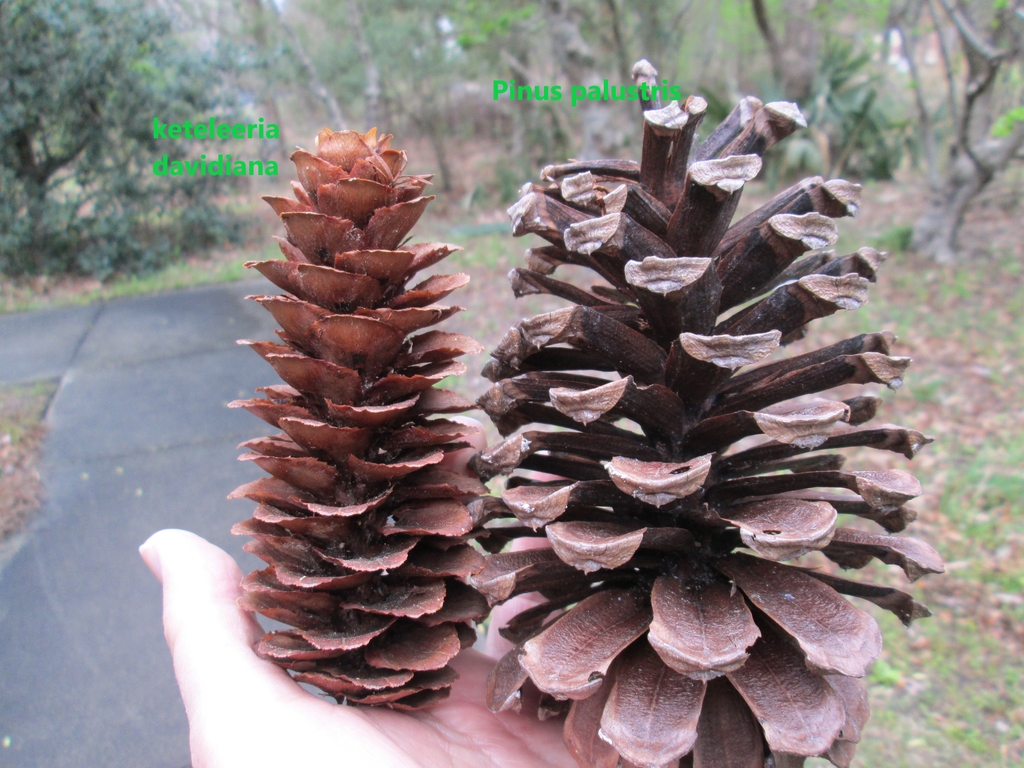 Keteleeria davidiana cone compared to a Pinus palustris cone