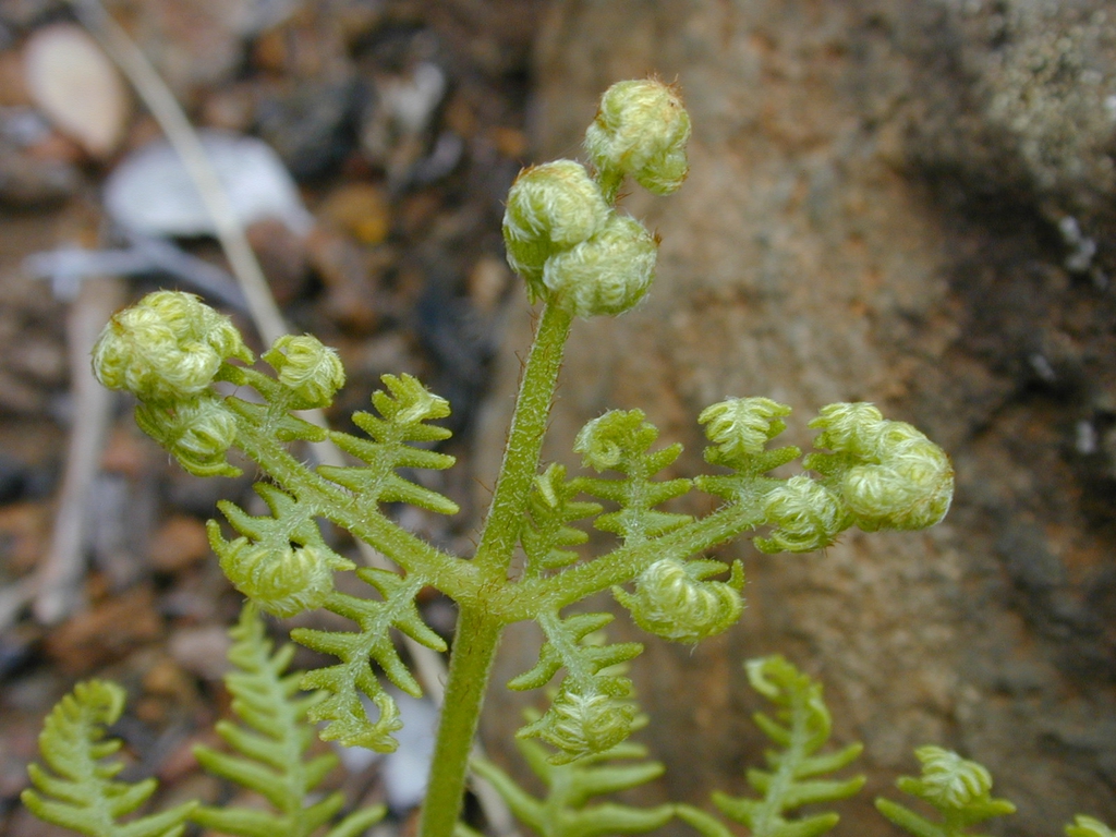 Pteridium aquilinum