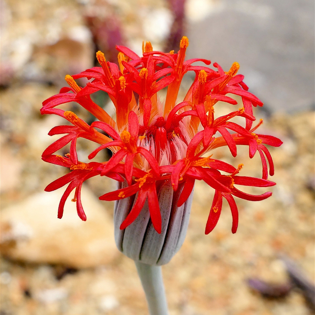 Close-up on a cluster of bright orange, star-shaped flowers.