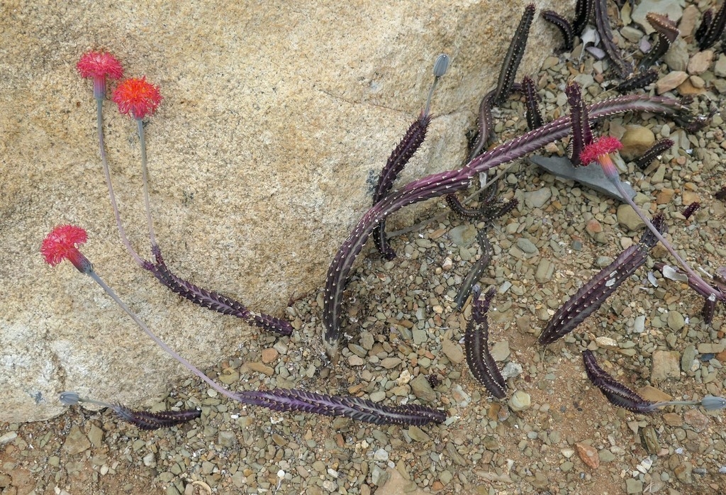 Leafless succulent with striped cylindrical stems.