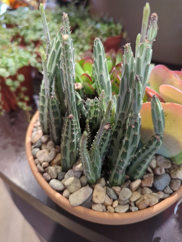 Leafless succulent with striped cylindrical stems.
