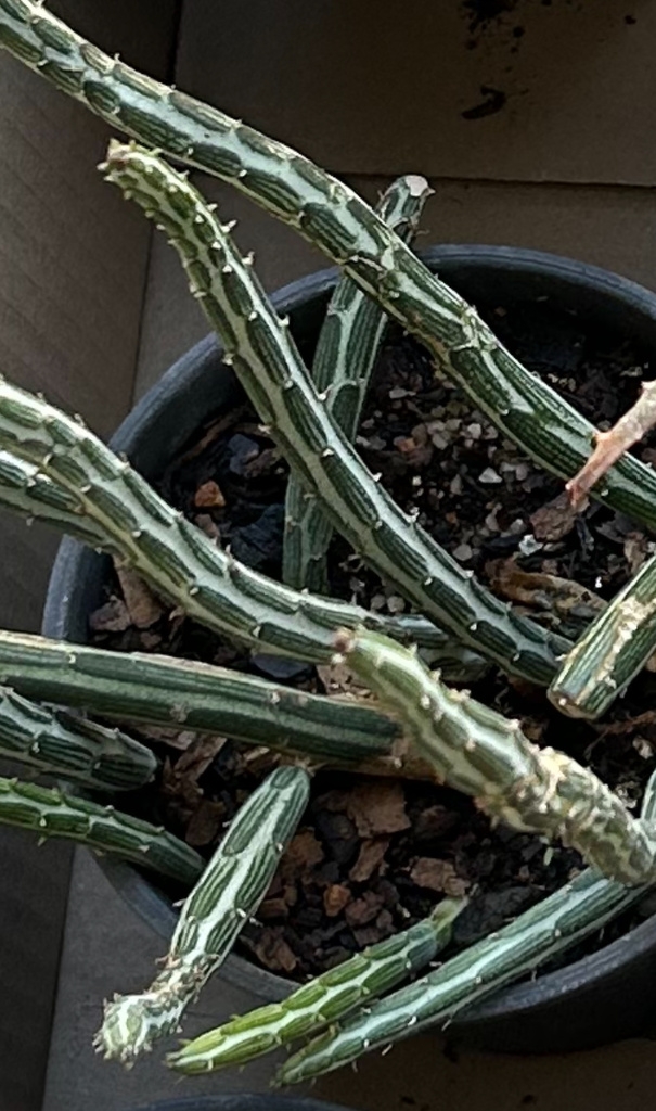 Leafless succulent with striped cylindrical stems.