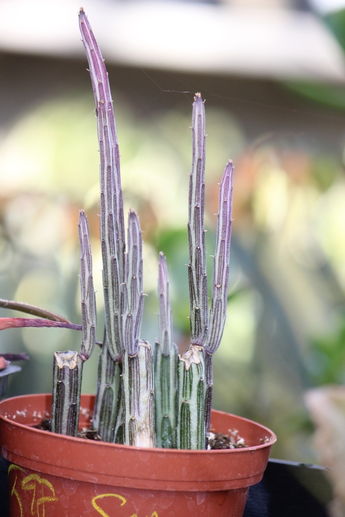 Leafless succulent with striped cylindrical stems.