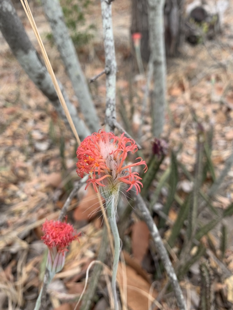Succulent plant with cylindrical stems and orange flowers.