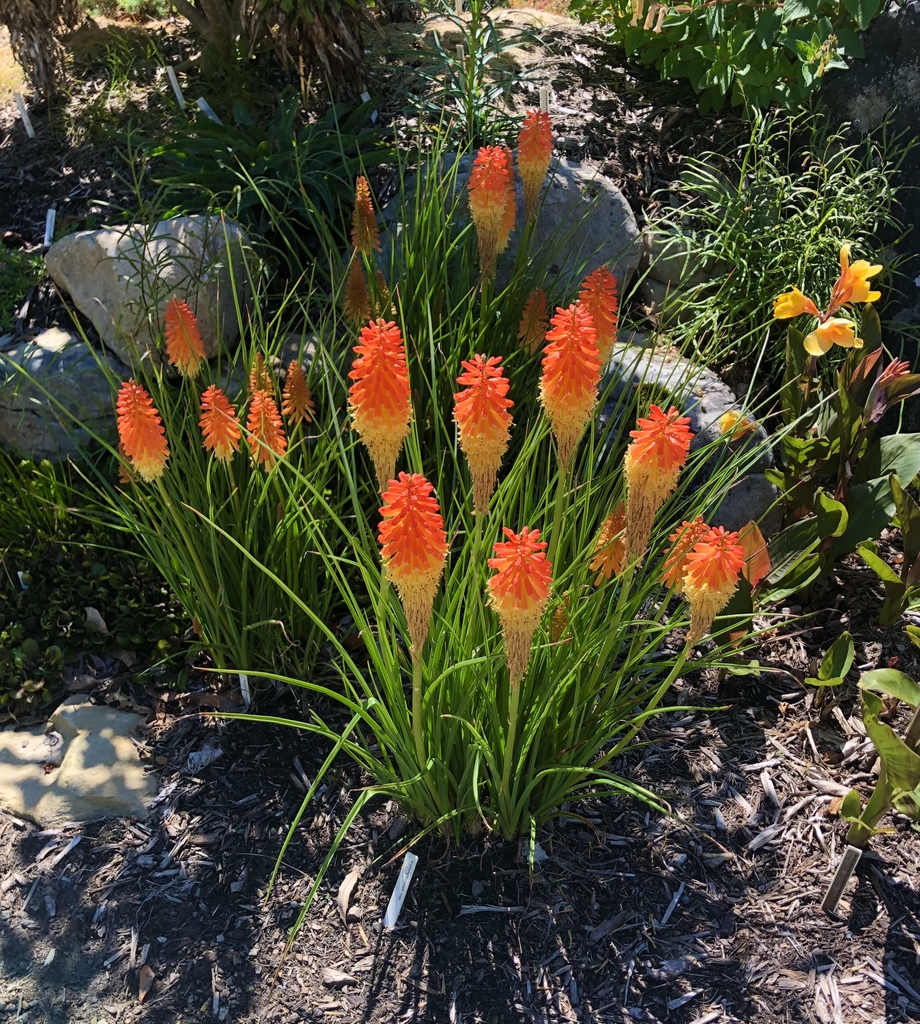 'Backdraft' Form - June 16 - Wake Co., NC