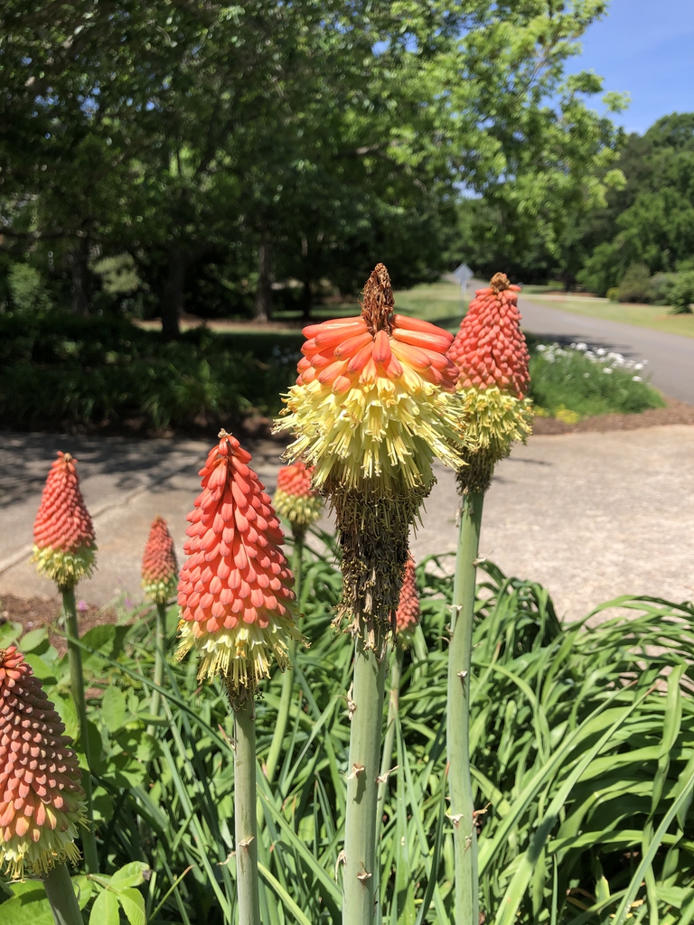 Kniphofia