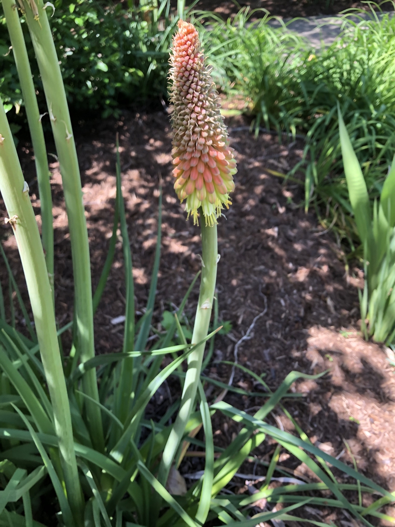 Kniphofia