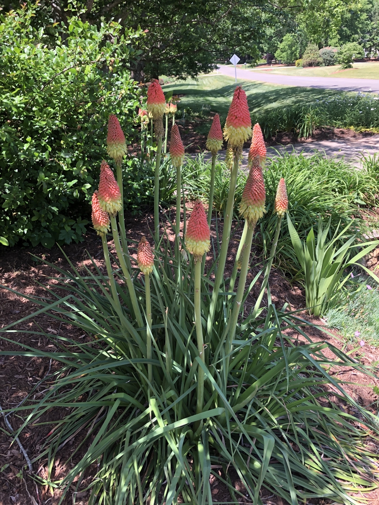 Kniphofia