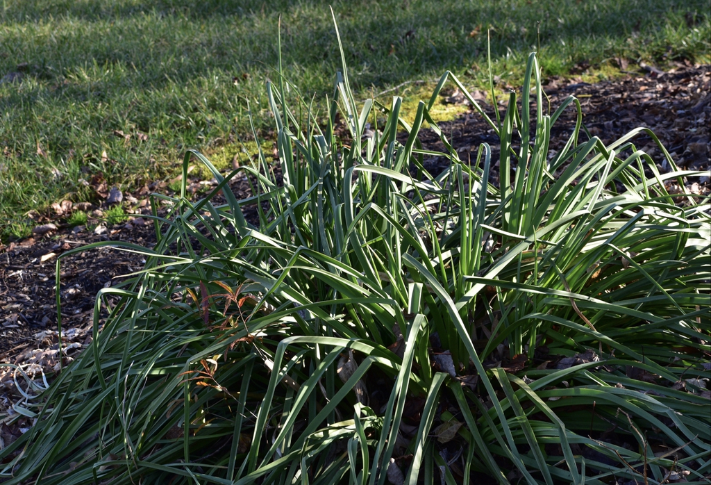 Kniphofia