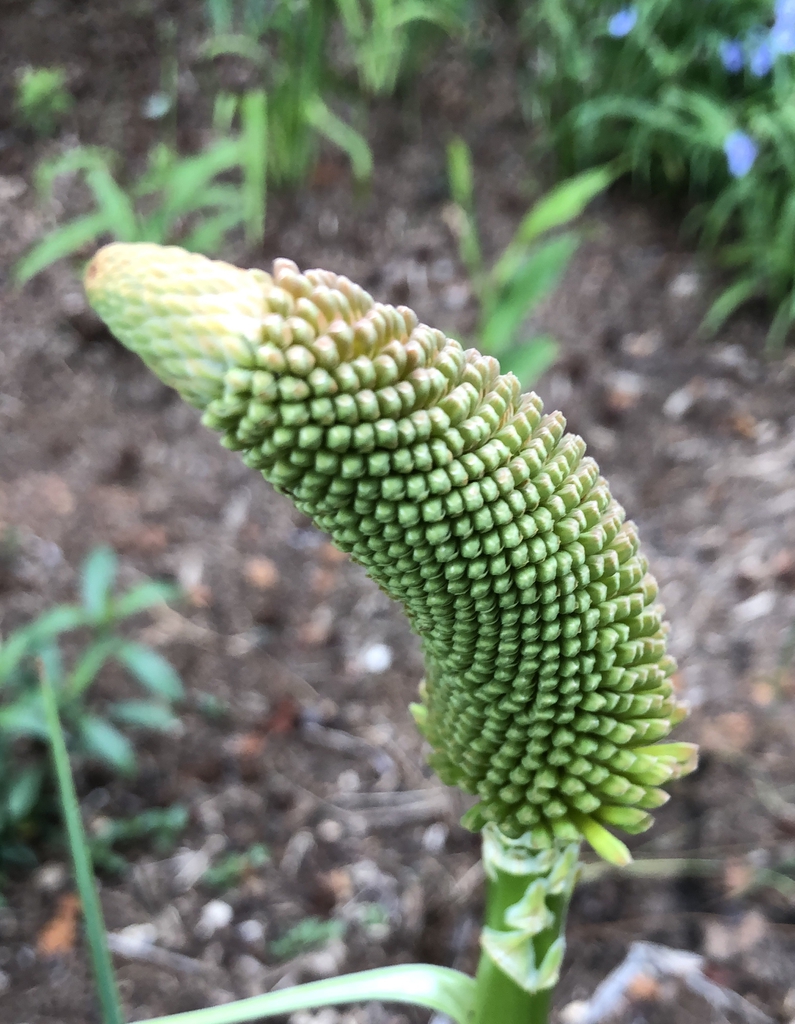 Kniphofia