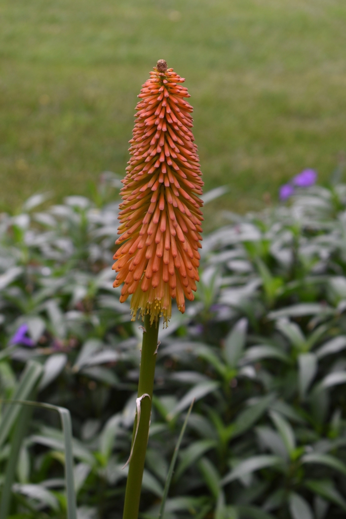 Kniphofia