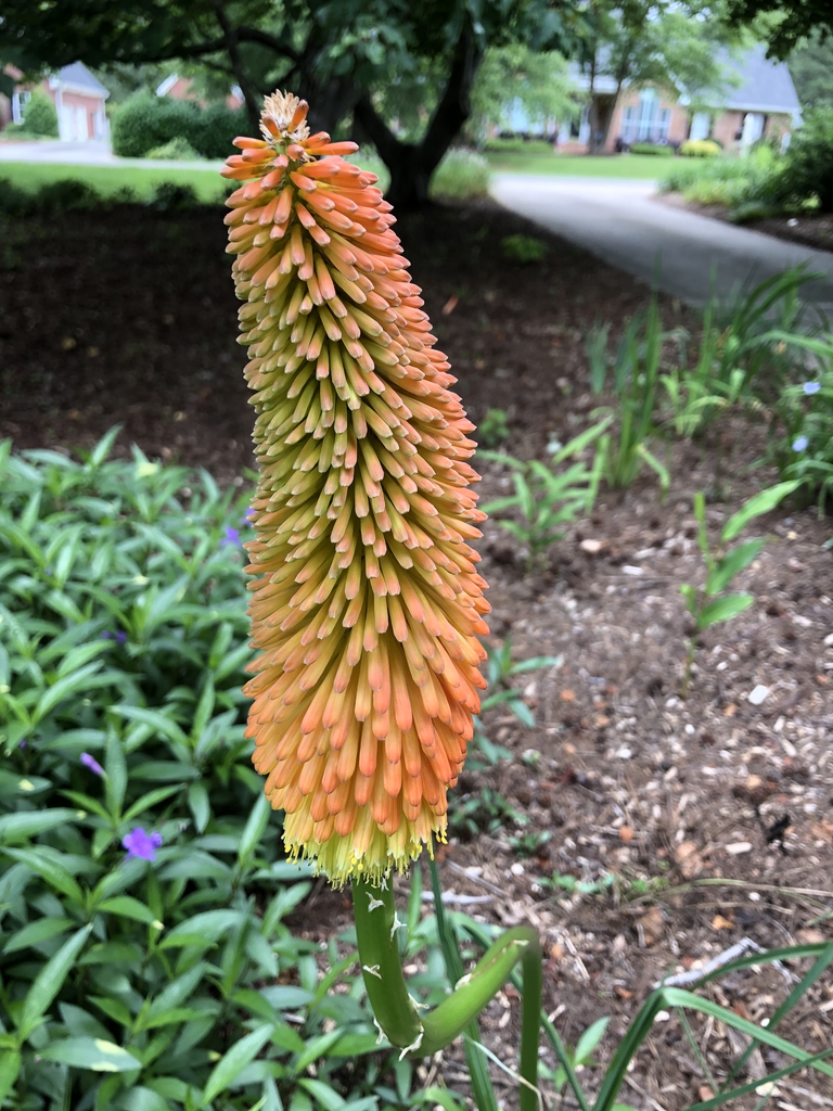 Kniphofia