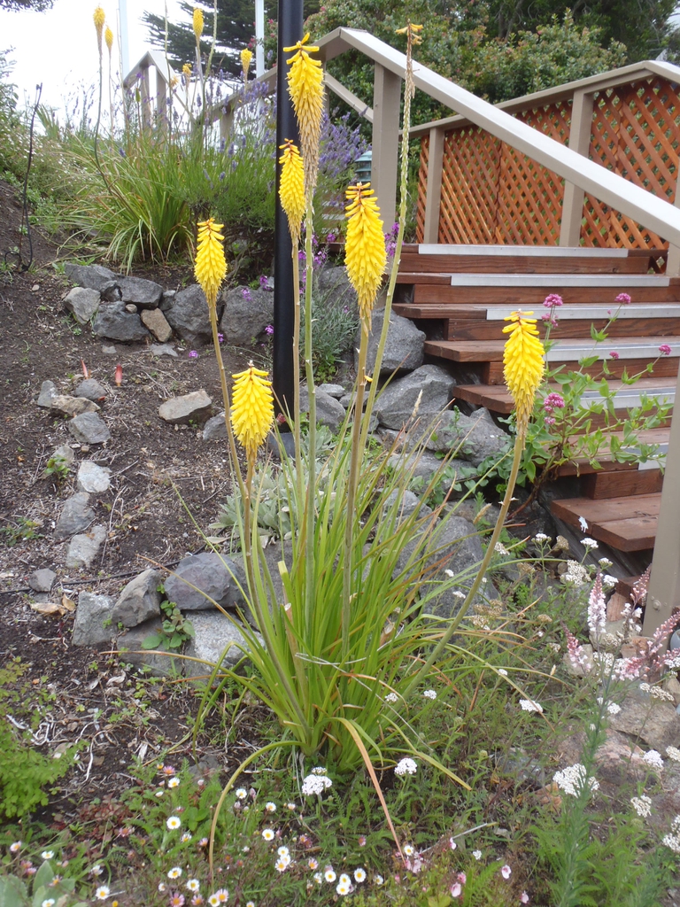 Kniphofia uvaria
