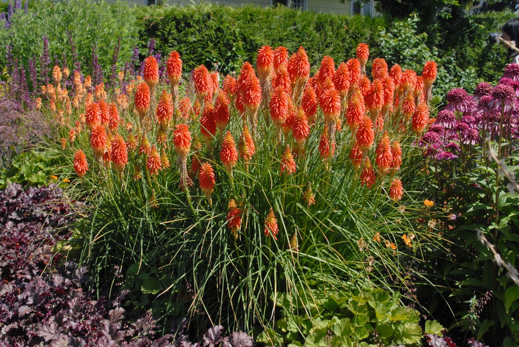 Kniphofia uvaria