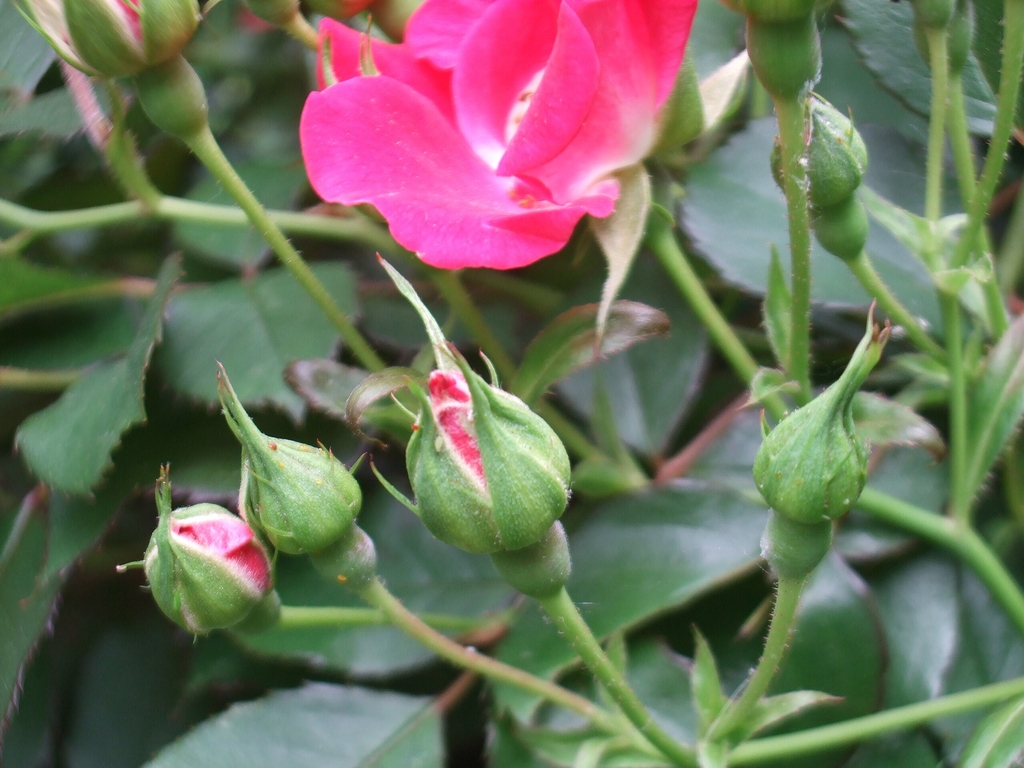 Flower buds