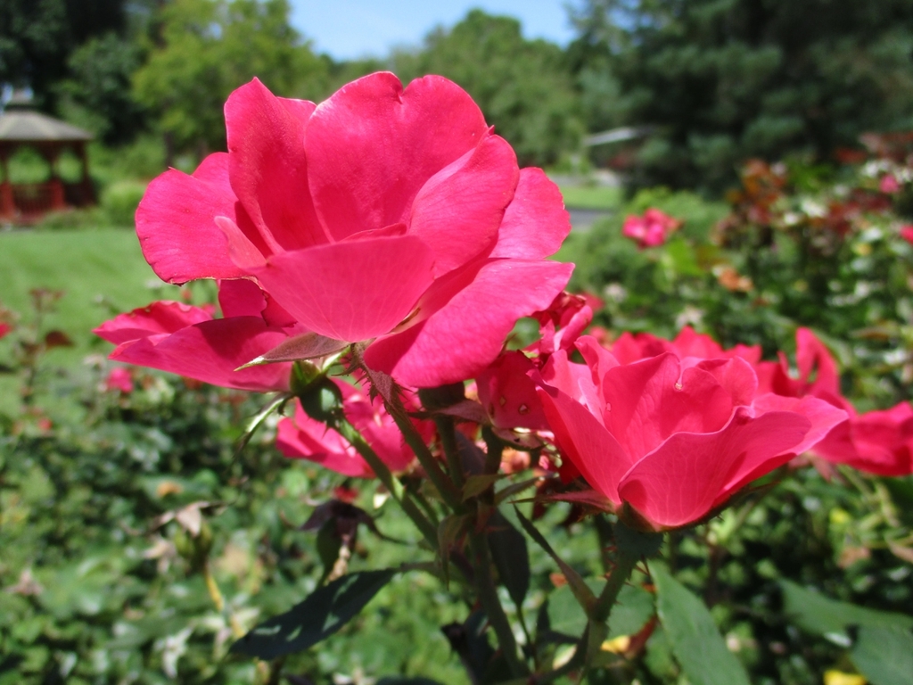 Flowers of Red Knockout