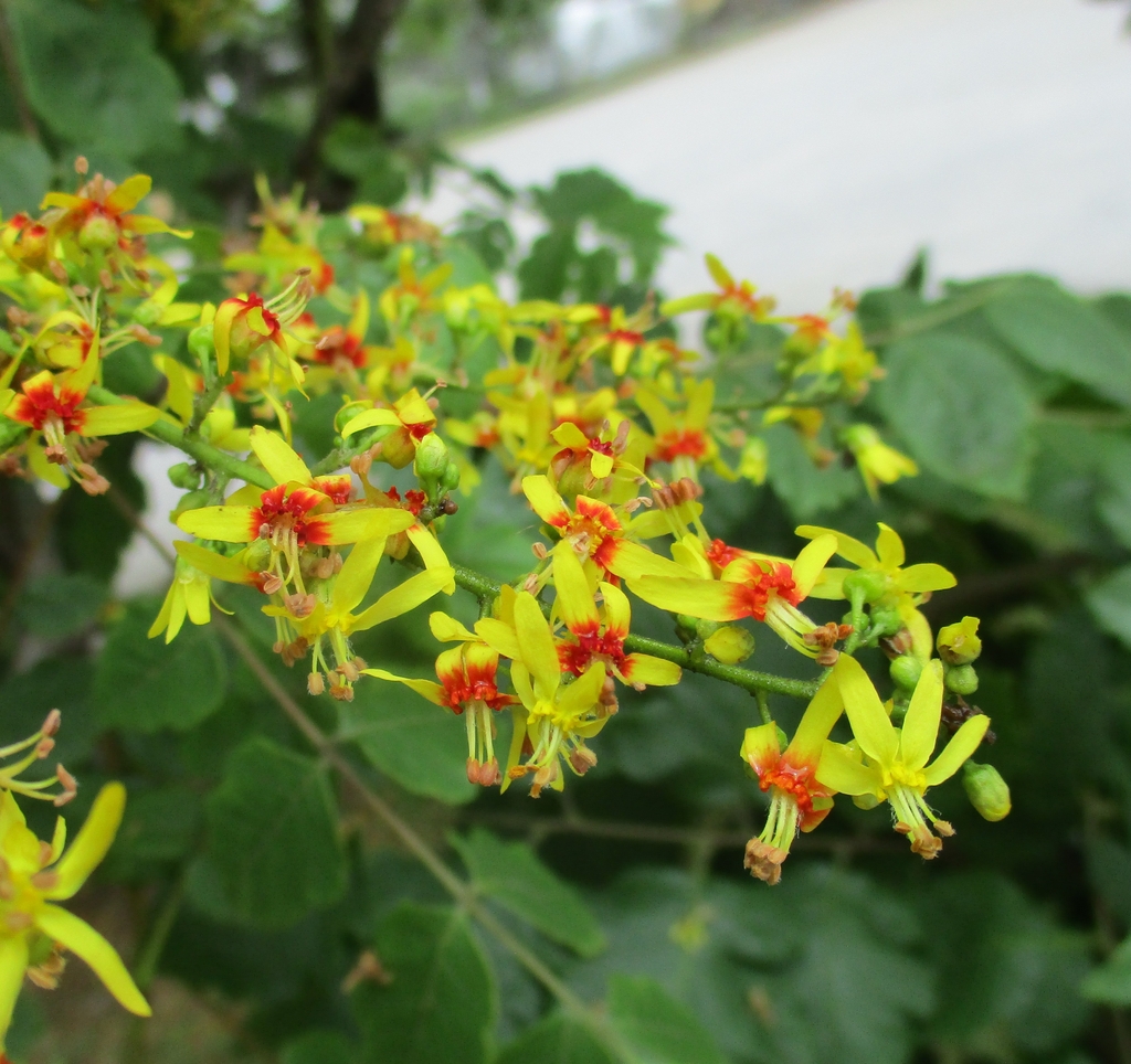 Flowers - Oblong yellow petals reddish orange at the base