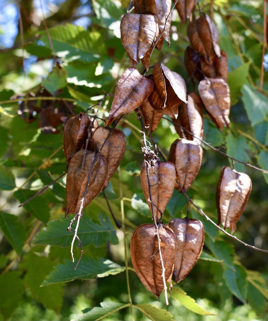 Seed Pods - Early Fall - Moore Co., NC