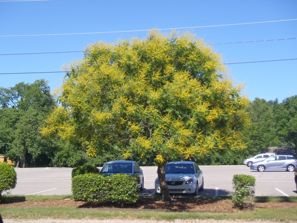 Koelreuteria paniculata
