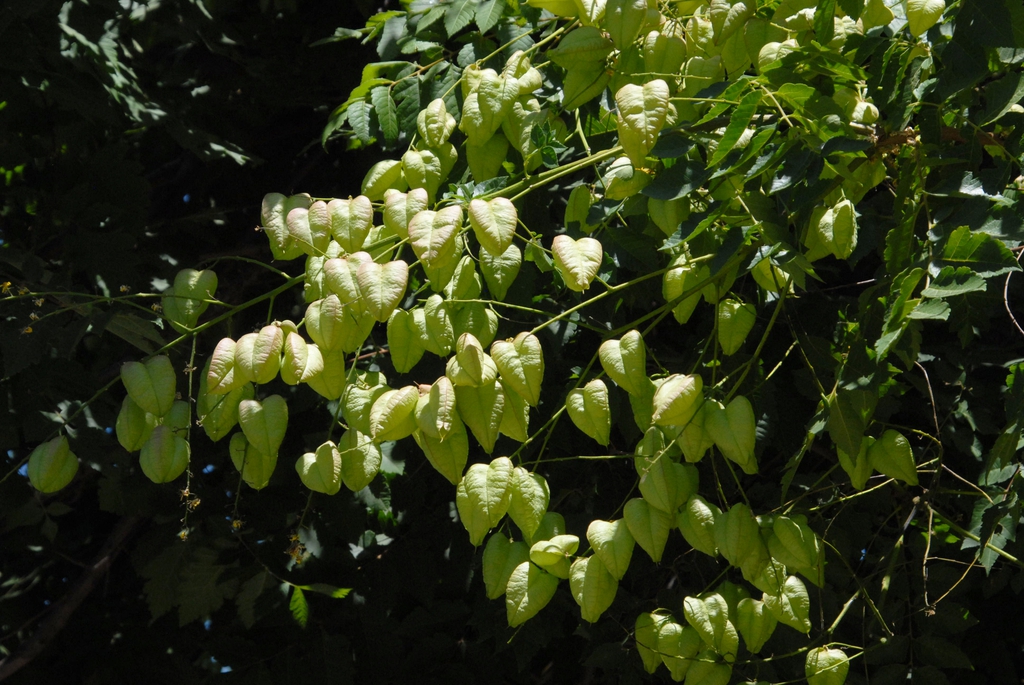 Immature yellow fruits