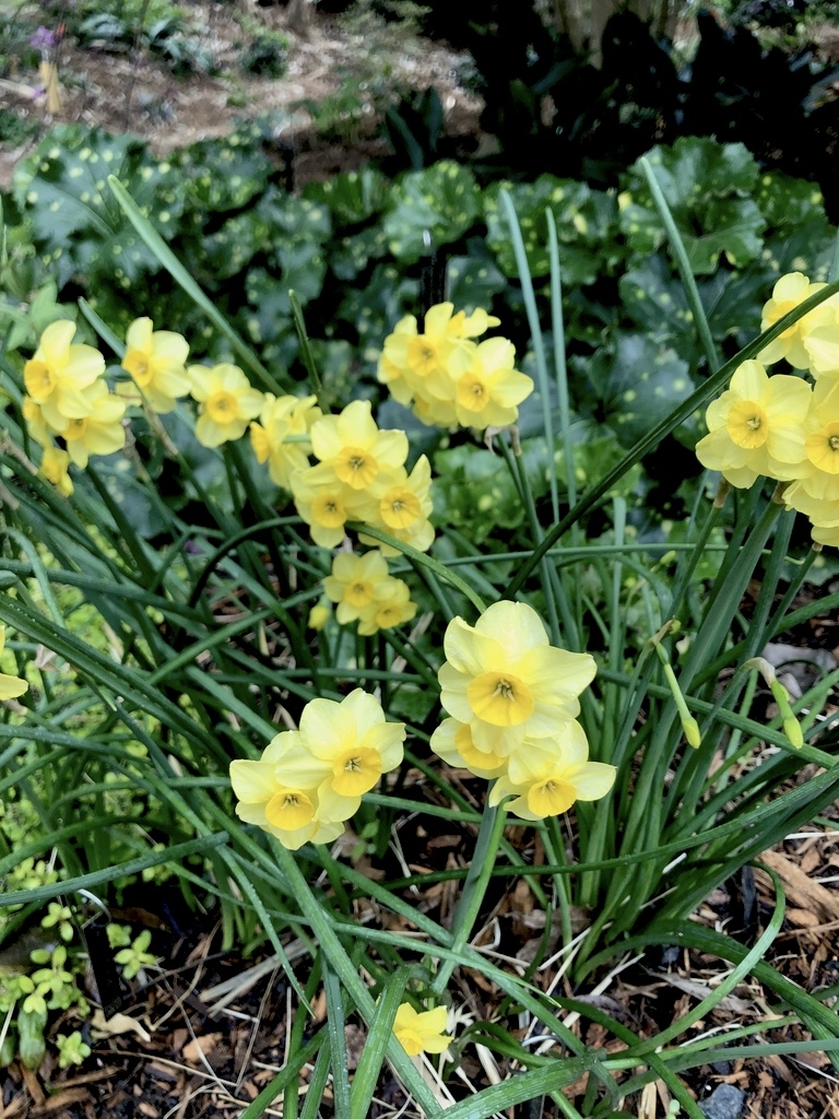 Bright yellow slightly reflexed bowl shaped cup