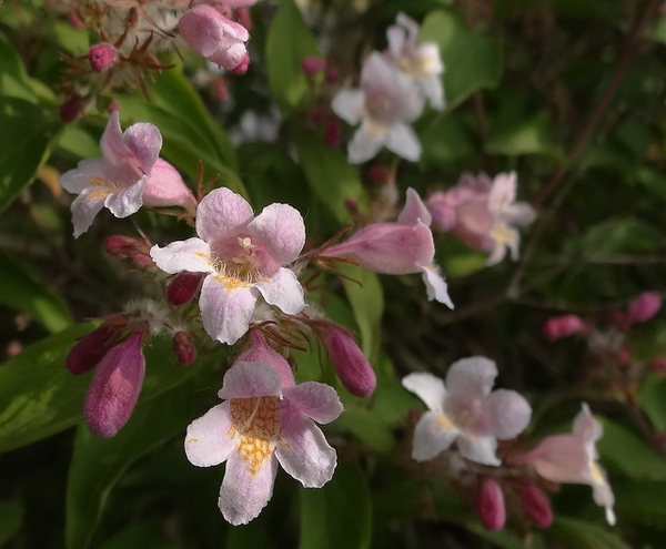 Kolkwitzia amabilis