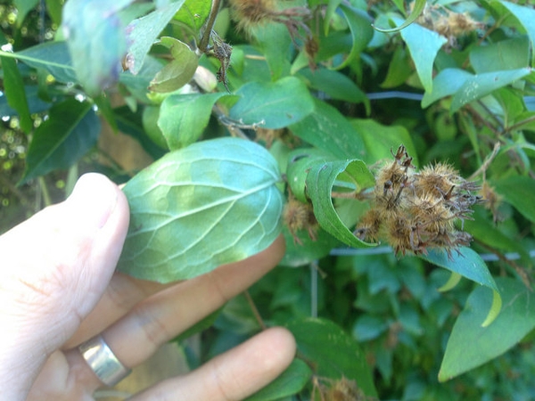 Leaf