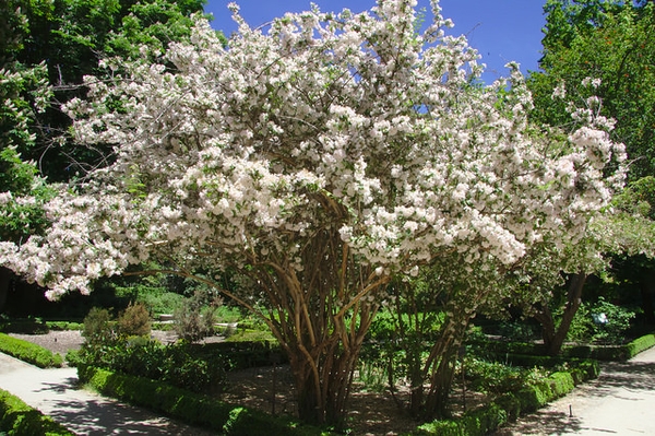 Kolkwitzia amabilis