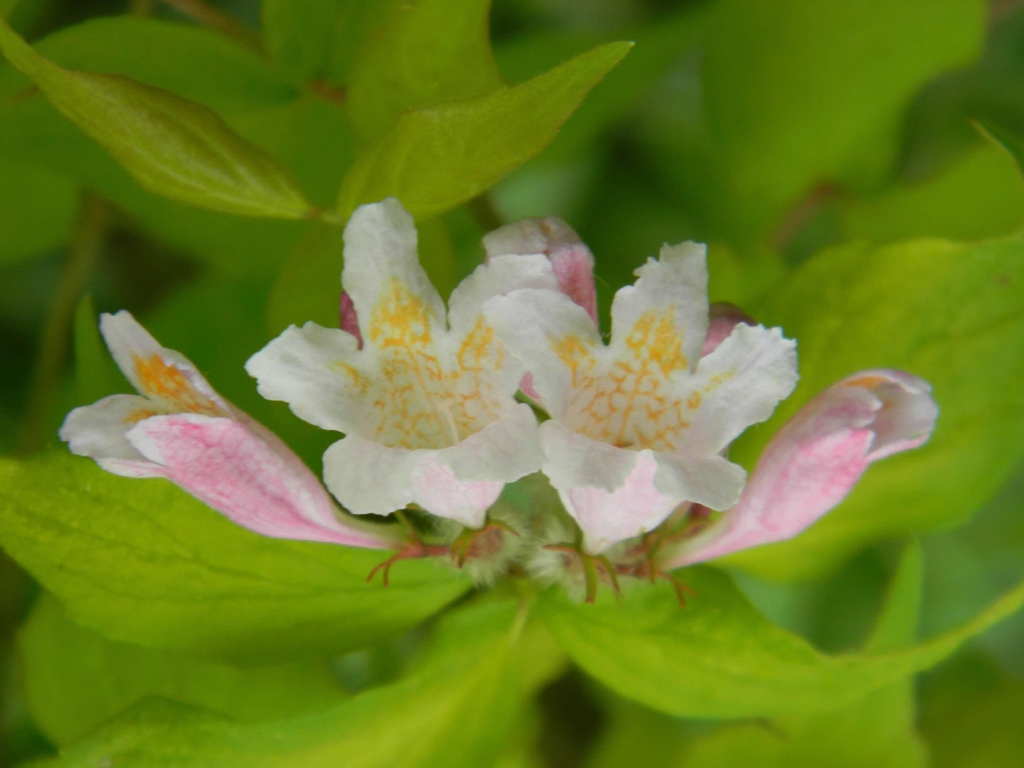 Linnaea amabilis