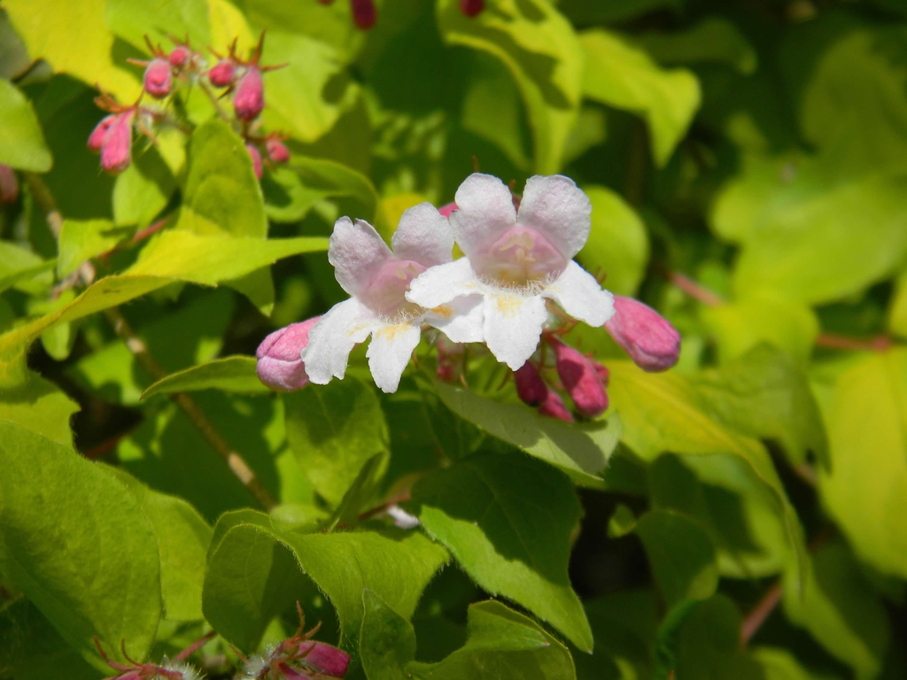 Linnaea amabilis