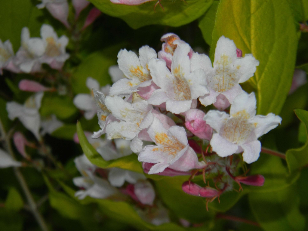 Linnaea amabilis