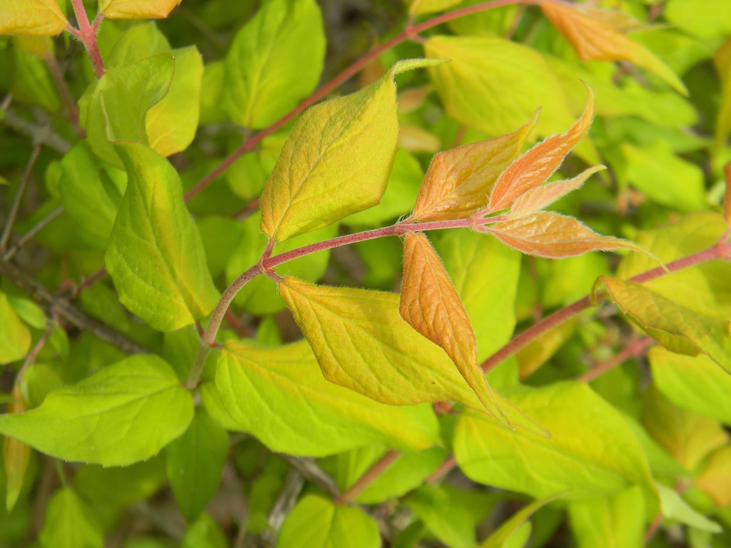 Linnaea amabilis