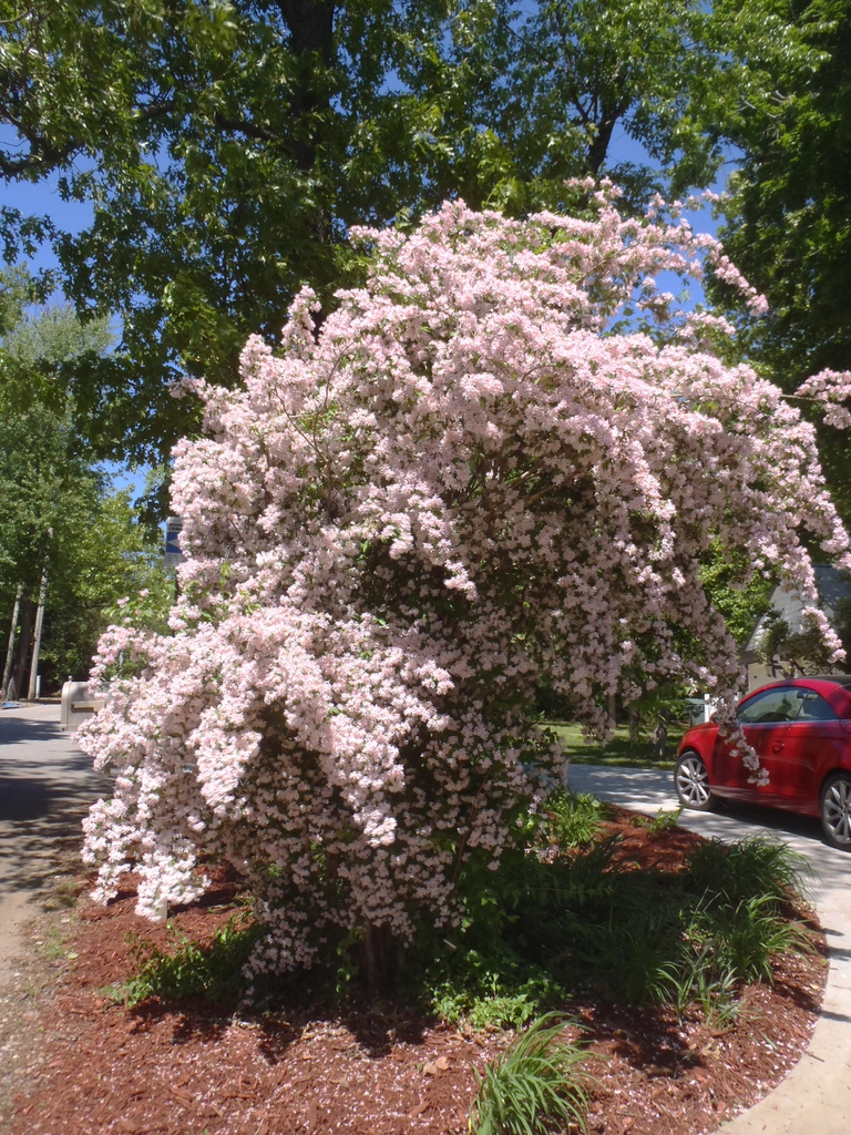 Kolkwitzia amabilis