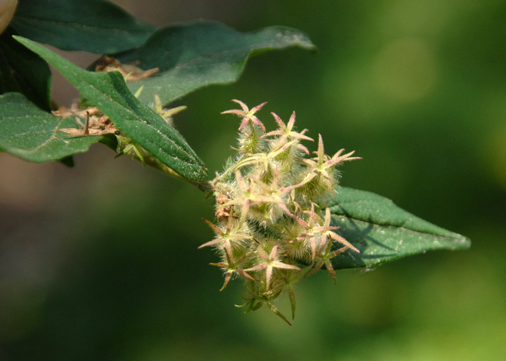 Kolkwitzia amabilis