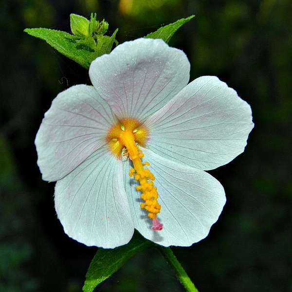 Flower detail