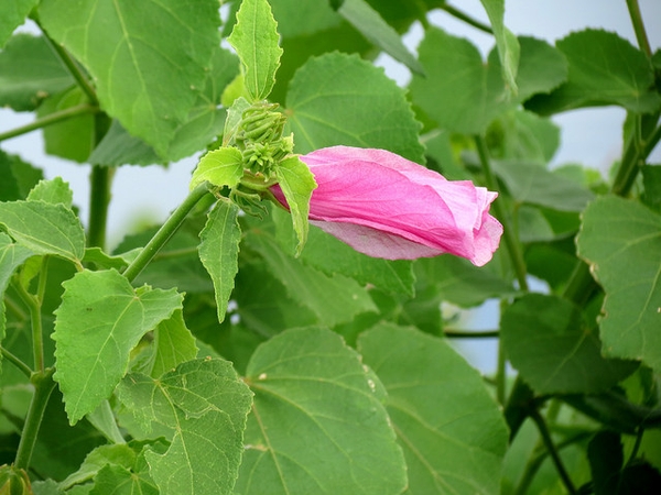 Flower bud