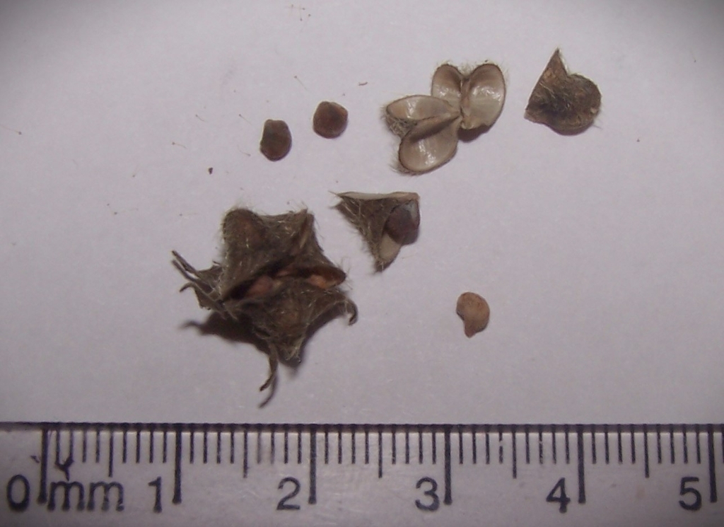 Brown seedpods with five sections containing five seeds