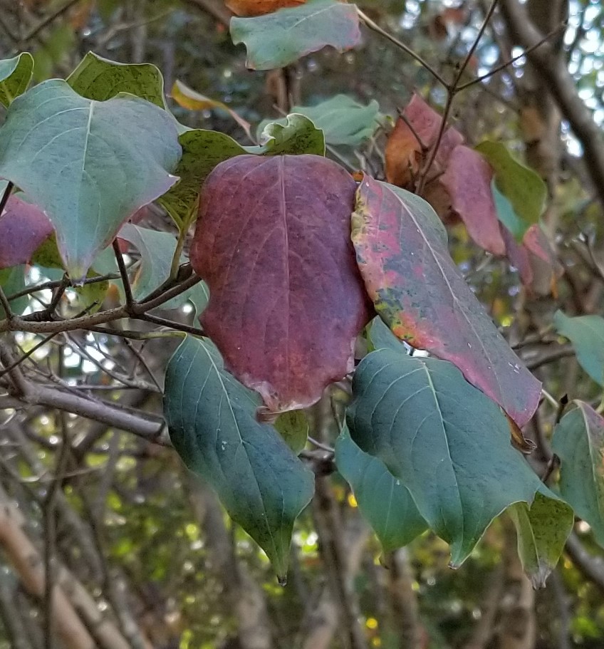 Kousa dogwood fall foliage reddish-purple