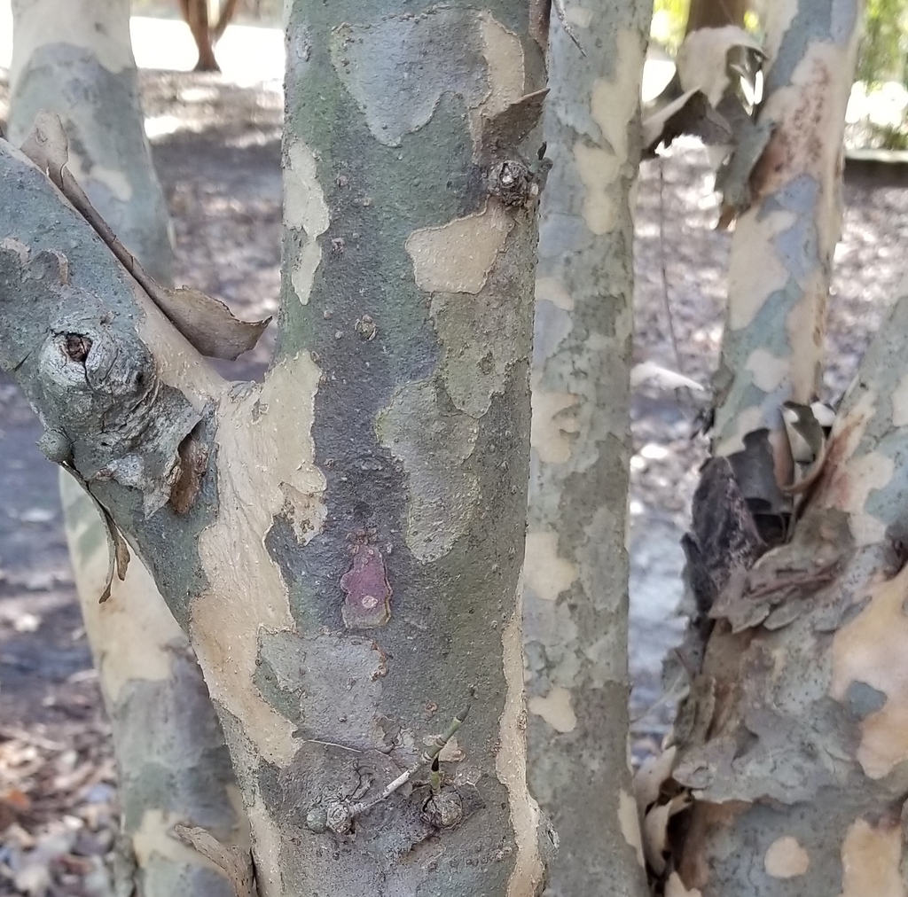 Kousa dogwood exfoliating patches of tan and brown in fall