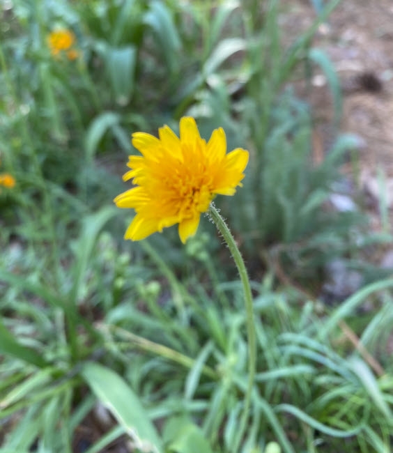 Flower and stem with hairs
