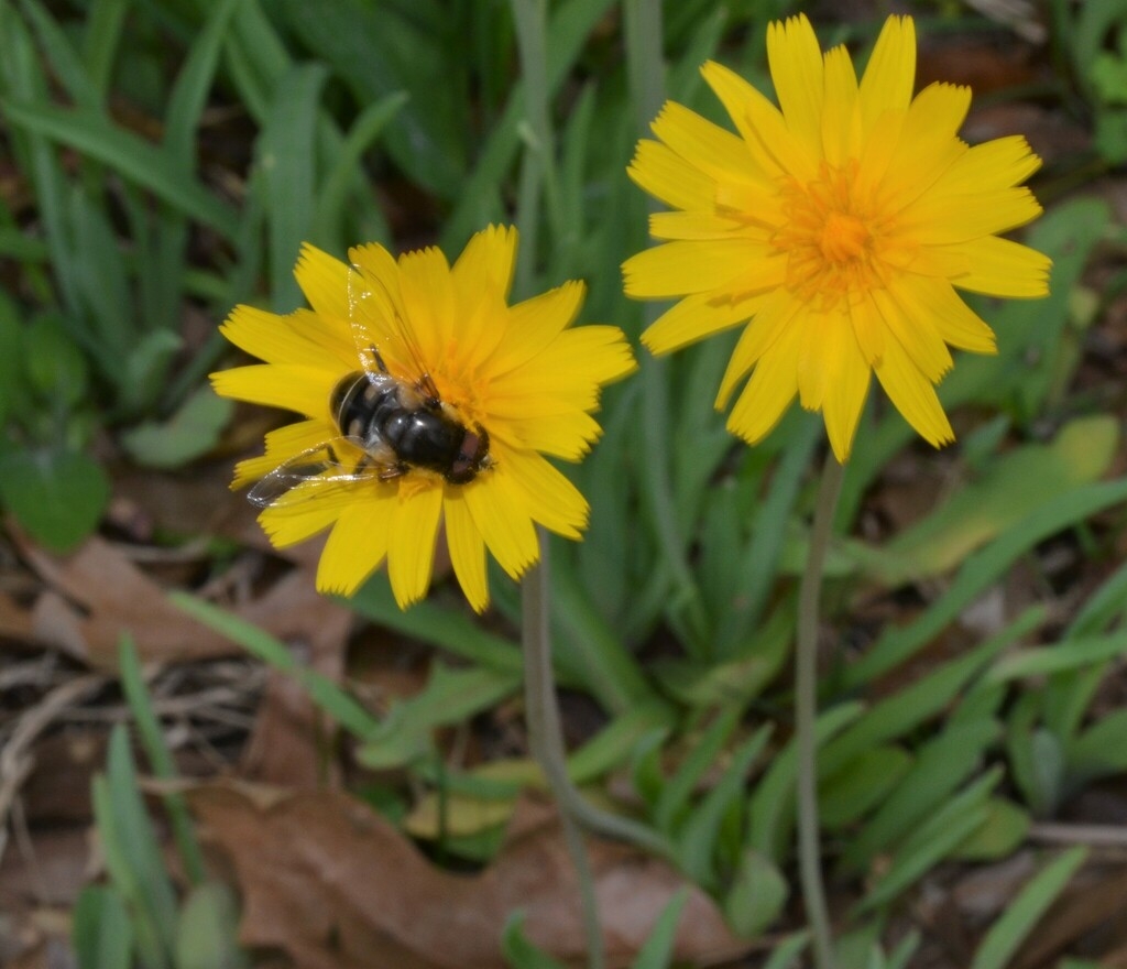 Flower with a bee