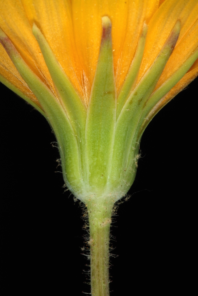 Flower bracts