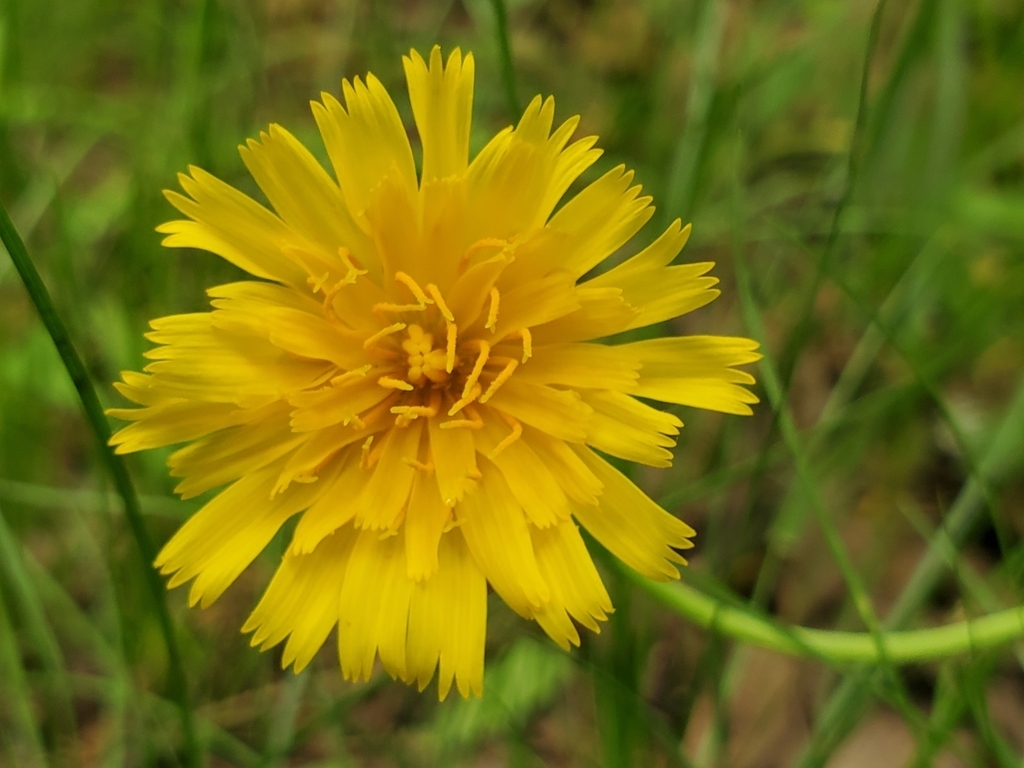 Flower detail