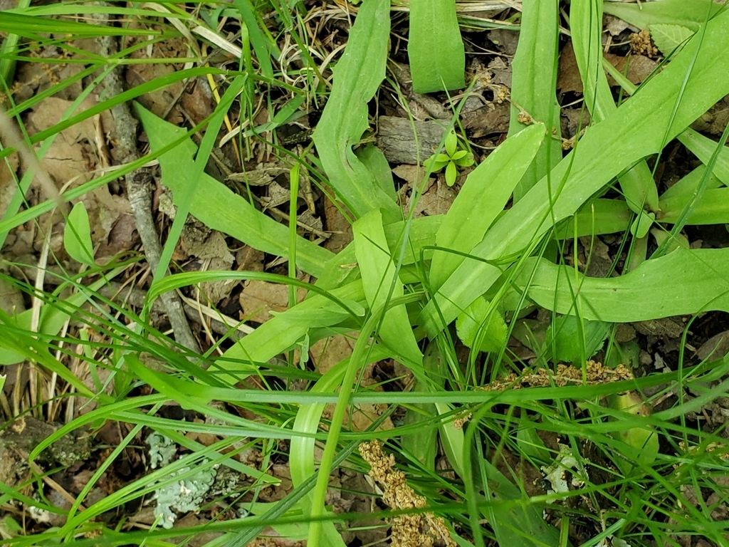 Leaves