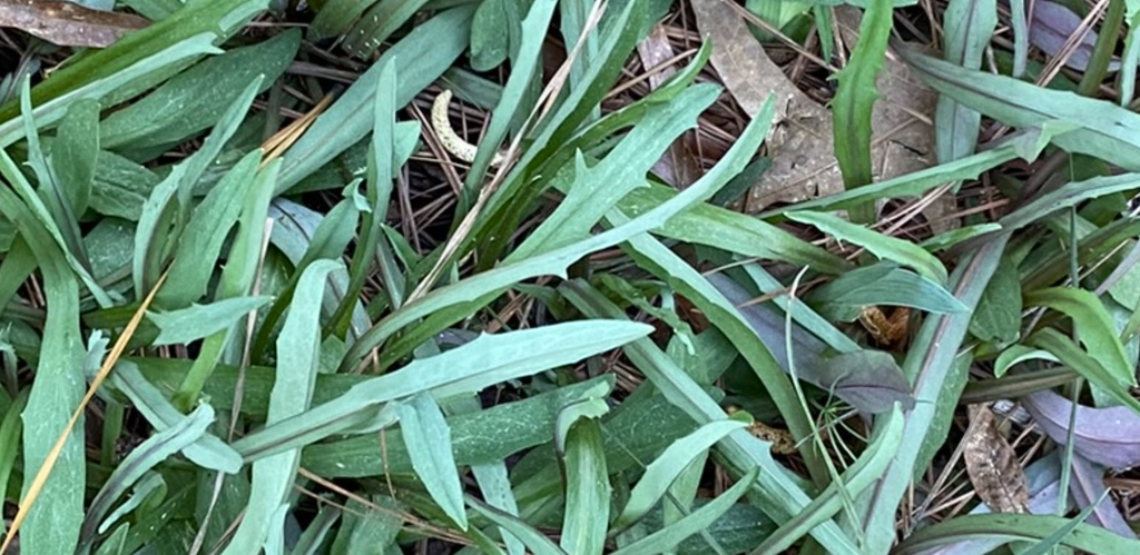 Leaves