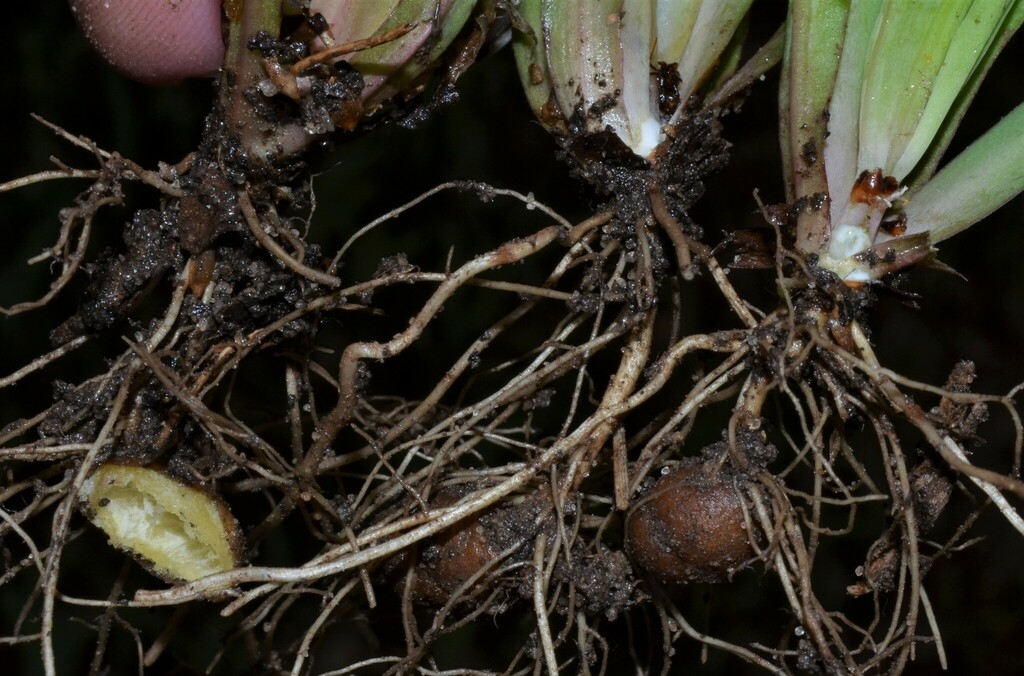 Roots