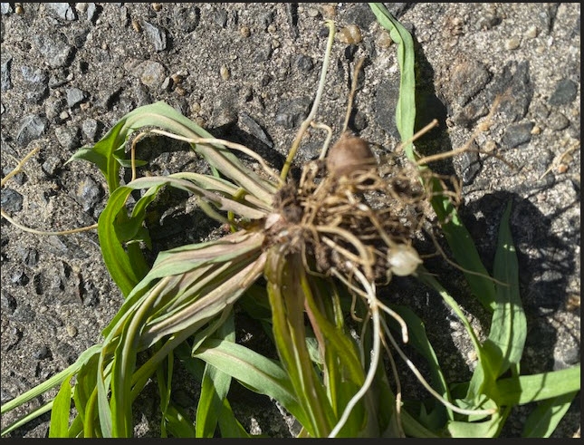 Tubers and roots