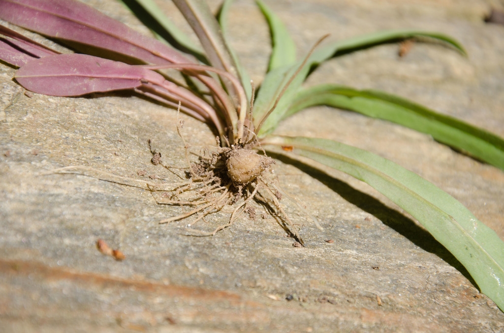 tuber
